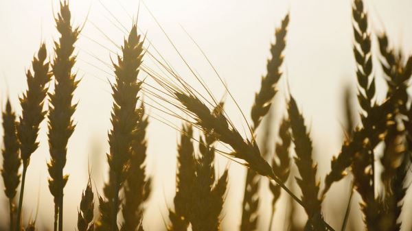CNN: США и Европа прорабатывают маршруты поставок пшеницы и кукурузы с Украины 