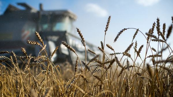 В Китае заявили о политической провокации Запада из-за слухов о дефиците пшеницы 